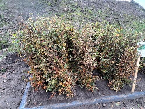 Fagus sylvatica/Beukenhaag/Bladhoudende beuk diverse maten!, Tuin en Terras, Planten | Struiken en Hagen, Beukenhaag, Haag, Ophalen