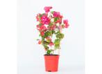 Bougainvillea op Rek - Oranje/rood, Verzenden