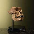 Gorilla Schedel V Taxidermie Opgezette Dieren By Max, Ophalen of Verzenden, Nieuw, Wild dier, Opgezet dier
