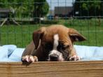Old English Bulldog pups! | Mogen mee! | Hartelijk Welkom., Parvo, Nederland, 8 tot 15 weken, Bulldog