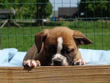 Old English Bulldog pups! | Mogen mee! | Hartelijk Welkom. beschikbaar voor biedingen
