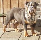 engelse bulldog dekreuen  top zaad en goede verervers  !!!, Dieren en Toebehoren, Honden | Dekreuen, Parvo, Meerdere, 3 tot 5 jaar