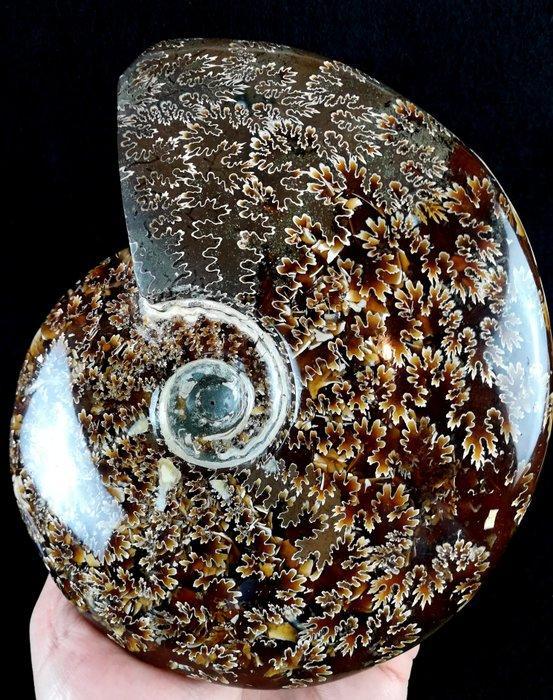 Ammoniet - Gefossiliseerd dier - Aioloceras (Cleoniceras), Verzamelen, Mineralen en Fossielen