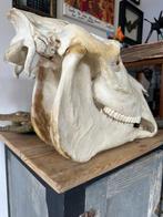 Paard Schedel - Equus ferus caballus - 40 cm - 30 cm - 58 cm, Nieuw