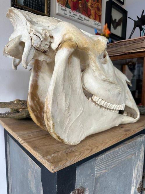 Paard Schedel - Equus ferus caballus - 40 cm - 30 cm - 58 cm, Verzamelen, Dierenverzamelingen