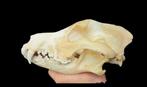 Saarloos Wolfdog schedel - Traceerbaarheid identificatiechip, Antiek en Kunst