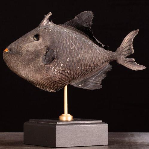 Taxidermistisch exemplaar op een basis in de stijl van een, Verzamelen, Dierenverzamelingen