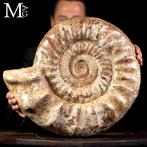 Monumentaal getuigenis van het Midden-Jura Reuze fossiele