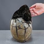Septarien-ei met open geode – fossiel natuurkunstwerk in, Verzamelen, Mineralen en Fossielen