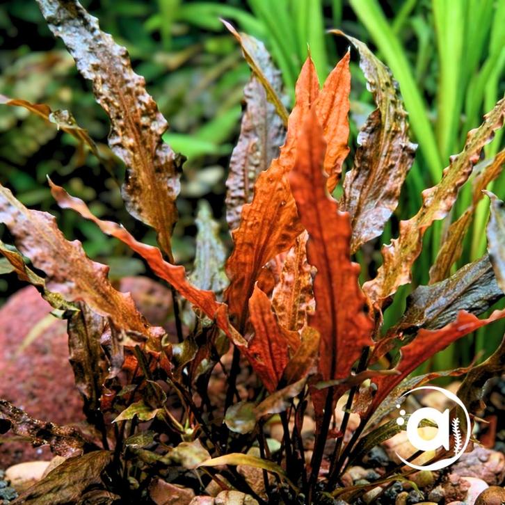 Cryptocoryne Walkerii, Dieren en Toebehoren, Vissen | Aquaria en Toebehoren, Ophalen