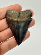 Haai - Fossiele tanden - Carcharocles carcharias - 68 mm -