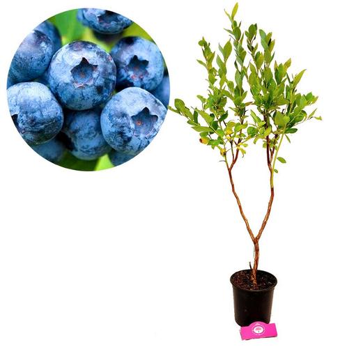 Blauwe Bes Jersey + Pot 17cm, Tuin en Terras, Planten | Fruitbomen, Halfschaduw, Verzenden