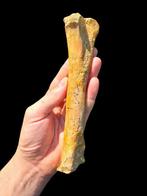 Dinosaurus voetbeen (Metatarsal) - Fossiel bot - Spinosaurus
