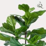 Kunstplant - Ficus Lyrata - Tabaksplant - 100 cm, Verzenden, Nieuw