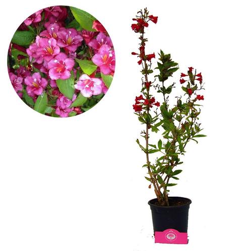 Kamperfoelie Weigela Bristol Ruby + Pot 17cm, Tuin en Terras, Planten | Tuinplanten, Verzenden