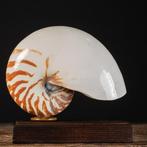 Gekamerde Nautilus-exemplaar op een aangepast voetstuk -, Nieuw