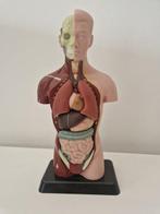 Anatomisch model - Plastic - 1990-2000 - anatomisch model