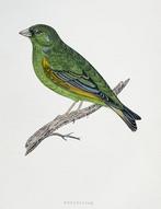 F.O. Morris / Alexander Lydon / Benjamin Fawcett - A History