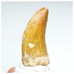 Dinosaurus - Fossiele tand - Nicely Preserved