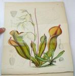 Joseph Dalton Hooker - Curtiss Botanical Magazine, Antiek en Kunst, Antiek | Boeken en Bijbels