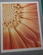 Inna Etuvgi - Beauty in the Piece of the Beauty, Antiek en Kunst