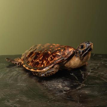 Schildpad Antiek Taxidermie Opgezette Dieren By Max beschikbaar voor biedingen