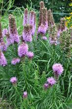 Lampenpoetser Liatris spicata Kobold 5-10 Pot P9, Tuin en Terras, Planten | Tuinplanten