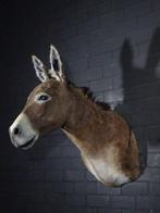 African Wild Donkey Taxidermie wandmontage - Equus africanus, Nieuw