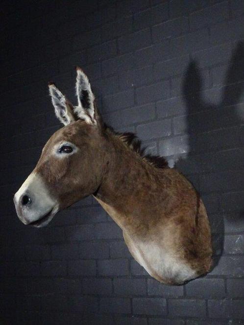 African Wild Donkey Taxidermie wandmontage - Equus africanus, Verzamelen, Dierenverzamelingen