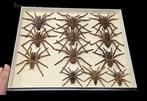 South America spider - Mygales large Collection (50x40cm) -, Verzamelen, Dierenverzamelingen, Nieuw