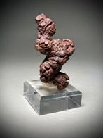 Versteende poep - Fossiel fragment - Coprolite