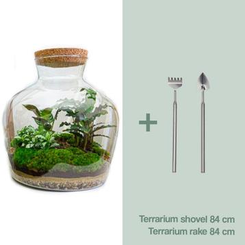 DIY terrarium -  Fat Joe -  30 cm beschikbaar voor biedingen