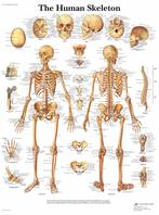 Anatomie poster skelet (Engels, papier, 50x67 cm), Nieuw, Verzenden