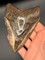 Megalodon - Fossiele tand - Carcharias Megalodon - 13.2 cm -, Verzamelen, Mineralen en Fossielen