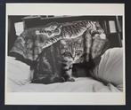Michel Maïofiss (1943) from Magnum Photos - Le chat tigré, Antiek en Kunst