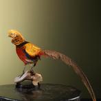 Goudfazant Taxidermie Opgezette Dieren By Max, Ophalen of Verzenden, Nieuw, Vogel, Opgezet dier