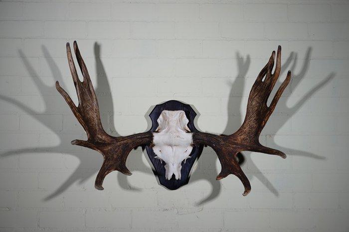 Large Northern Elk/Moose Schedel - Alces alces - 52 cm - 75, Verzamelen, Dierenverzamelingen