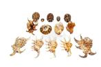 kleine en fijne schelpenverzameling Skelet - div - 110 mm -, Verzamelen, Dierenverzamelingen, Nieuw