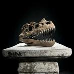 GEEN RESERVEPRIJS - Replica van Dinosaurusschedel -, Antiek en Kunst