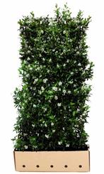 Trachelospermum jasminoides 180 cm - Quickhedge, Hobby en Vrije tijd, Nieuw, Verzenden