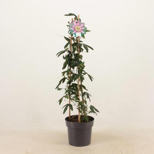 Passiflora Amethyst Piramide - Ø17cm - 70cm, Tuin en Terras, Planten | Tuinplanten, Verzenden