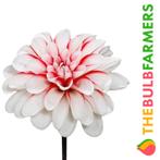 The Bulb Farmers - 12 x Dahlia Pacific Time - rood met wit, Voorjaar, Bloembol, Verzenden, Volle zon