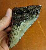 Megalodon - Fossiele tand - Otodus (Carcharocles) megalodon