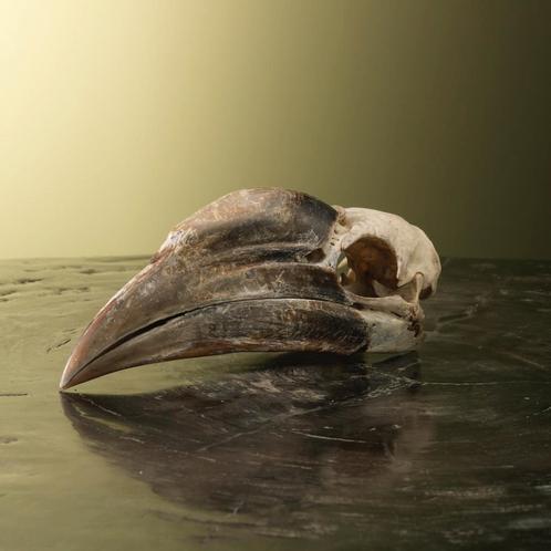 Neushoornvogel Schedel Taxidermie Opgezette Dieren By Max, Verzamelen, Dierenverzamelingen, Opgezet dier, Nieuw, Vogel, Ophalen of Verzenden