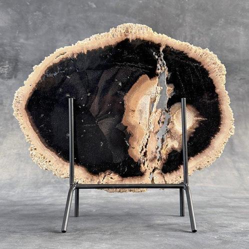 -C- Indrukwekkende schijf van versteend palmwortel op een op, Antiek en Kunst, Kunst | Designobjecten