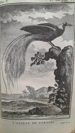 Buffon - Histoire des oiseaux [tome 5] / Histoire des