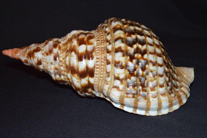 Zeeslak Zeeschelp - M-948 CHARONIA VARIEGATA, Verzamelen, Dierenverzamelingen