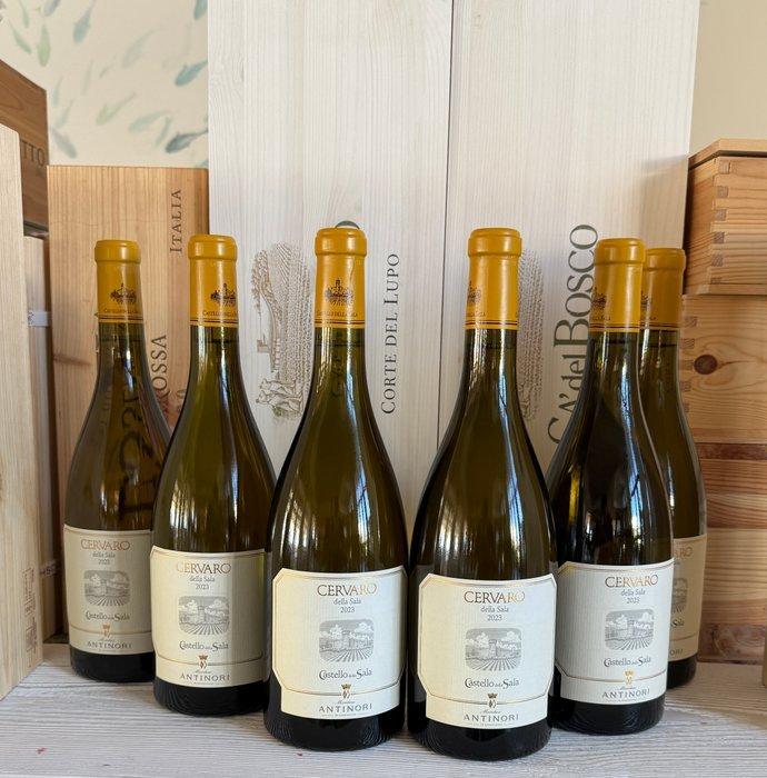 2023 Antinori, Cervaro Della Sala - Umbrië IGT - 6 Flessen, Verzamelen, Wijnen