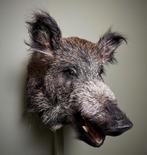 Wild Zwijn Middel Taxidermie Opgezette Dieren By Max, Verzamelen, Ophalen of Verzenden, Nieuw, Wild dier, Opgezet dier