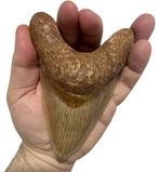 Megalodon haai - Fossiele tand - Tiburon Megalodon - 14 cm -